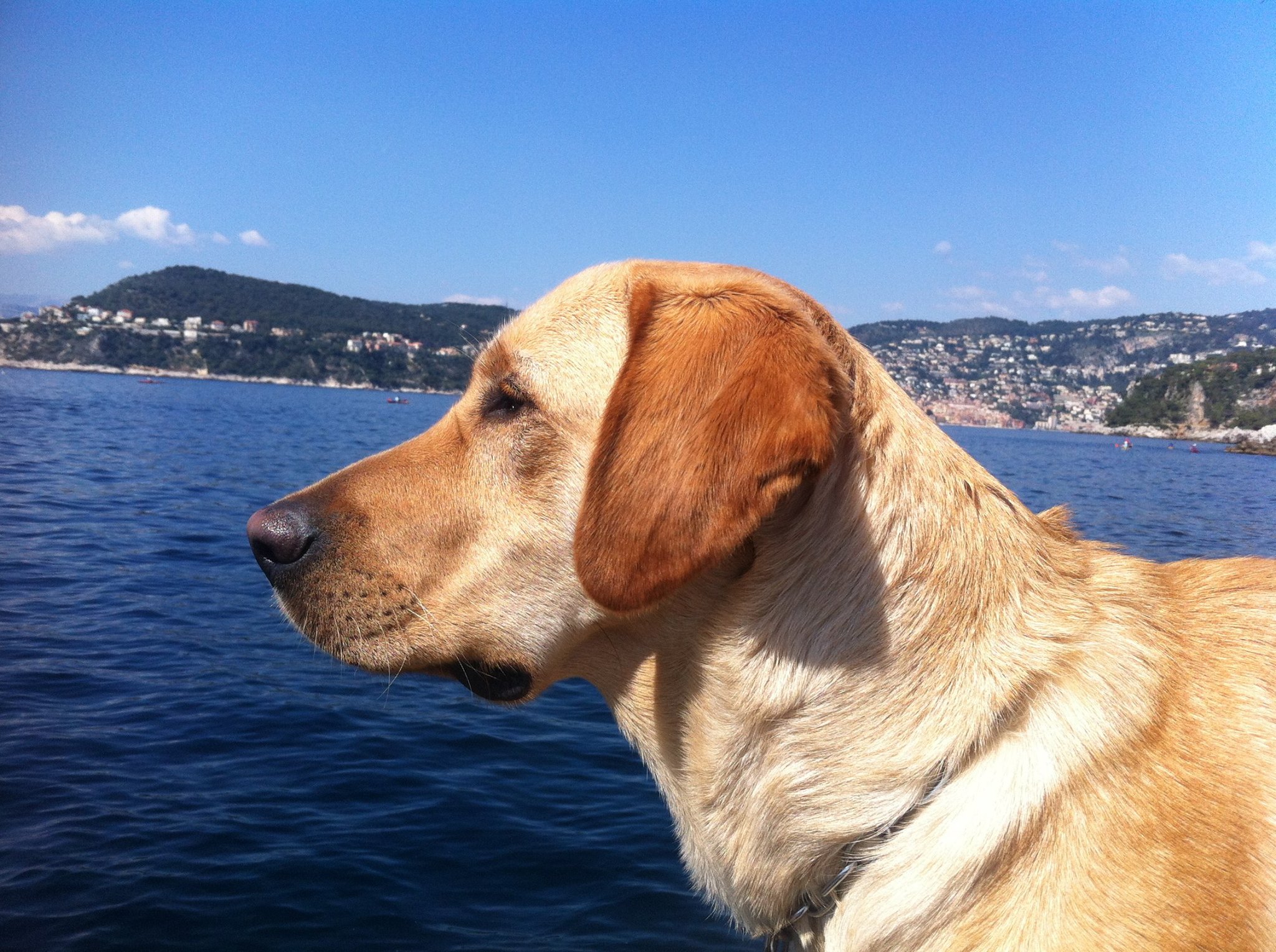 Photo d'un labrador croisé golden