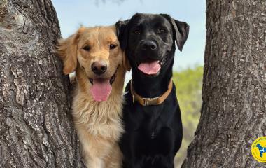 Deux chiens