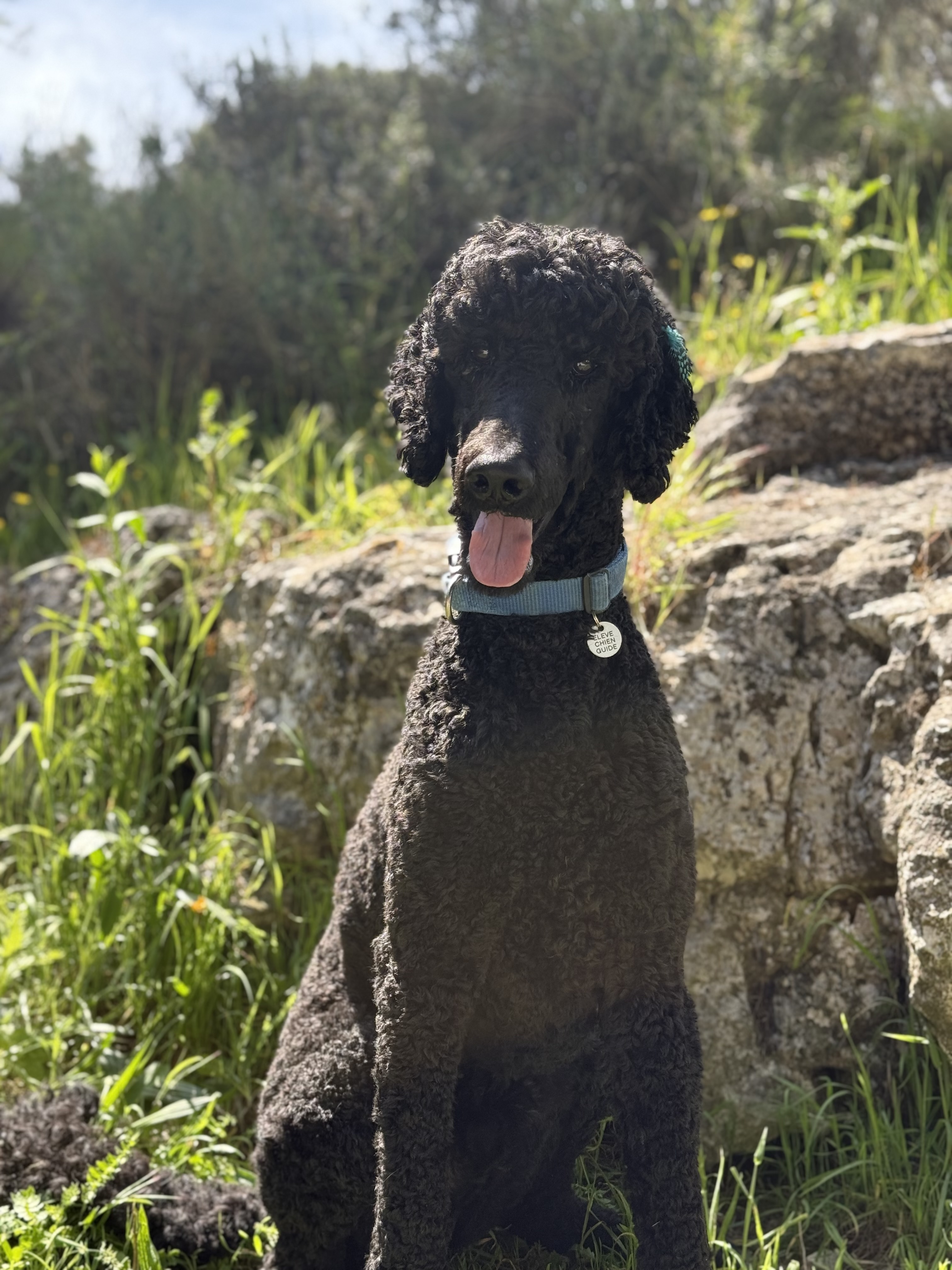 ADOPTION - ULTIME, caniche royal 