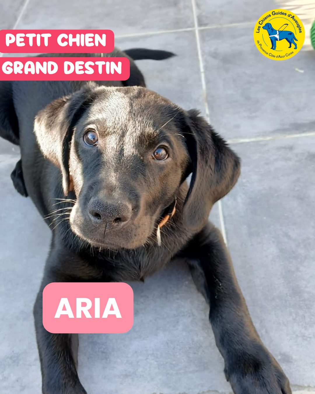 AQUA, ARIZONA et ARIA sont à parrainer