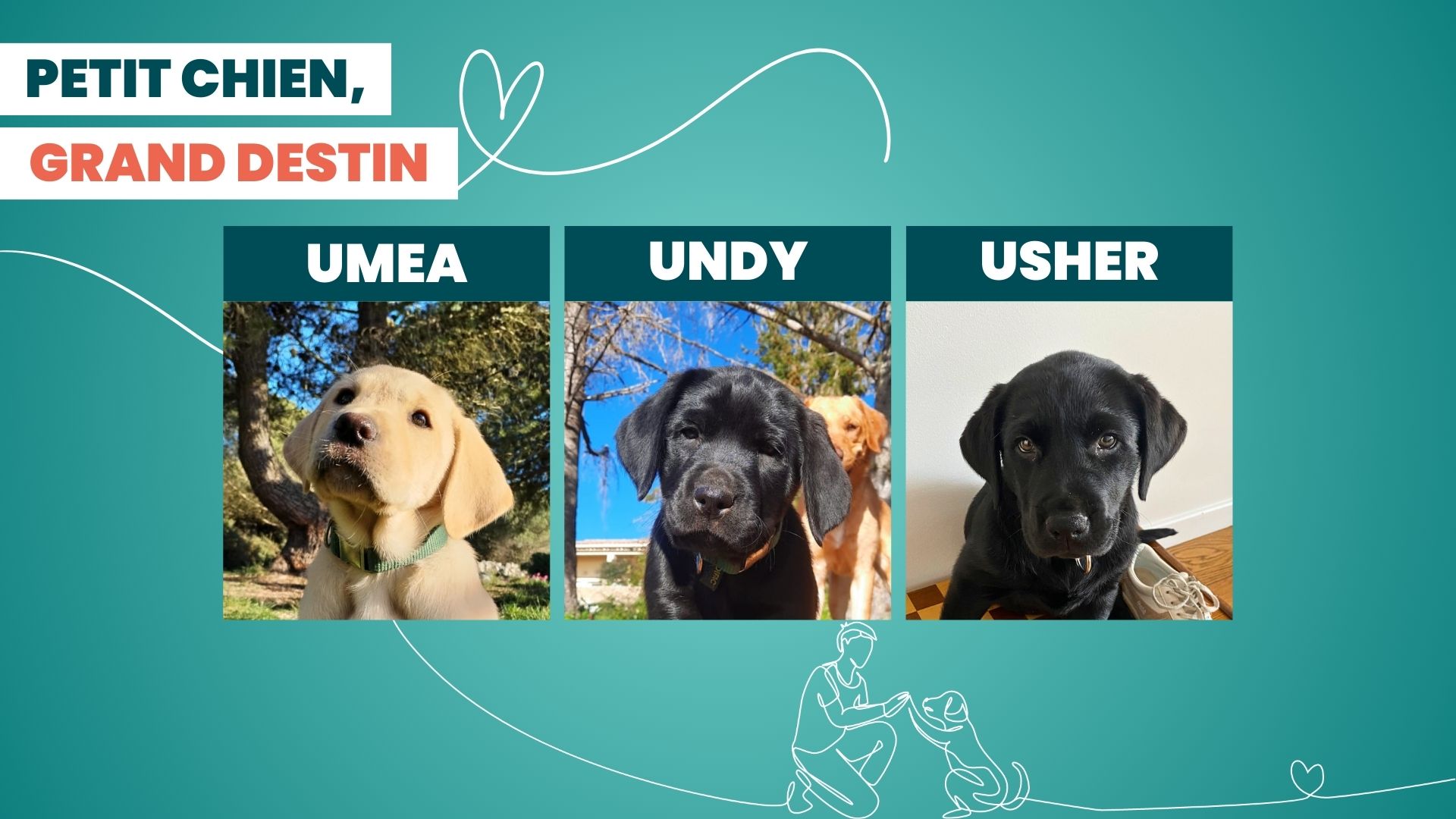 UMEA, UNDY et USHER sont les nouveaux chiots à parrainer 