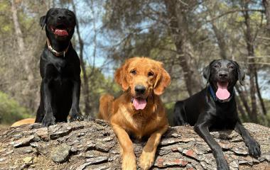 Découvrez l'ensemble des remises de chiens guides et d'aides électroniques effectuées en 2023