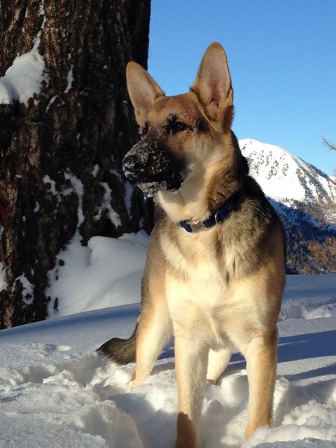 Photo d'un berger allemand dans la neige