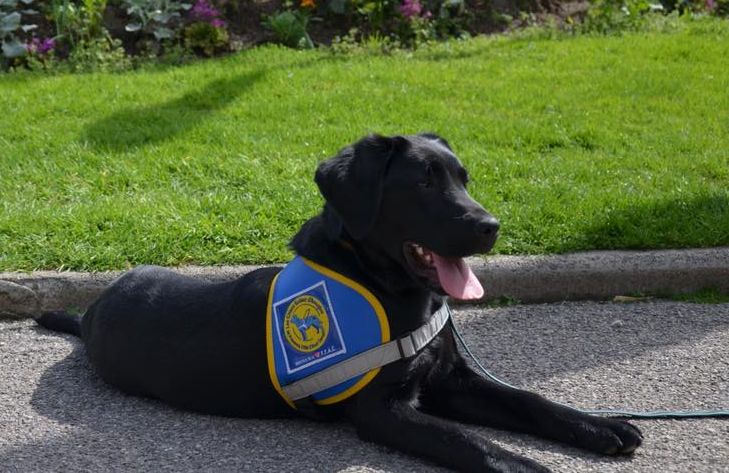 Photo d'un labrador noir