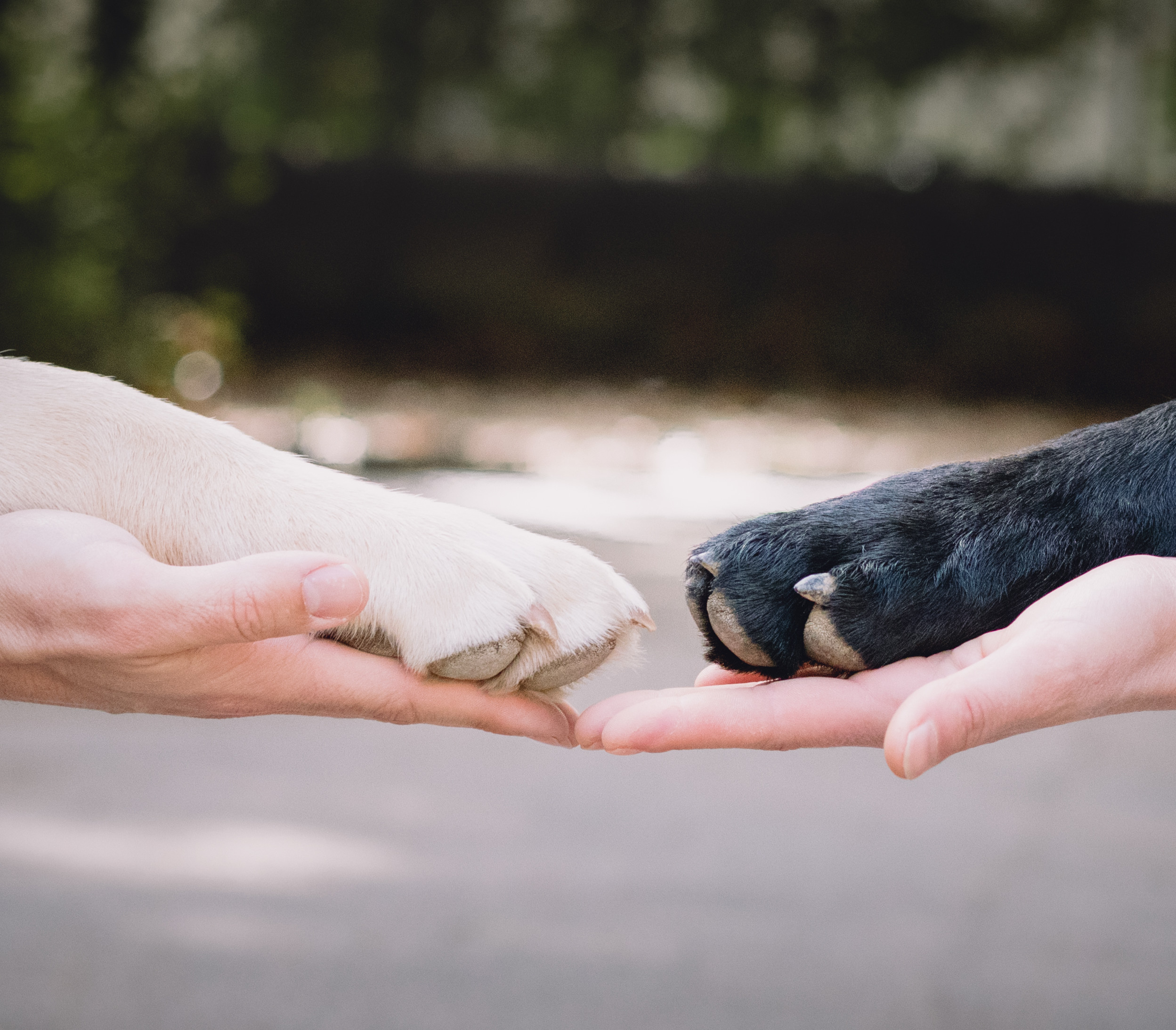 deux pattes de chiens et deux mains se font face