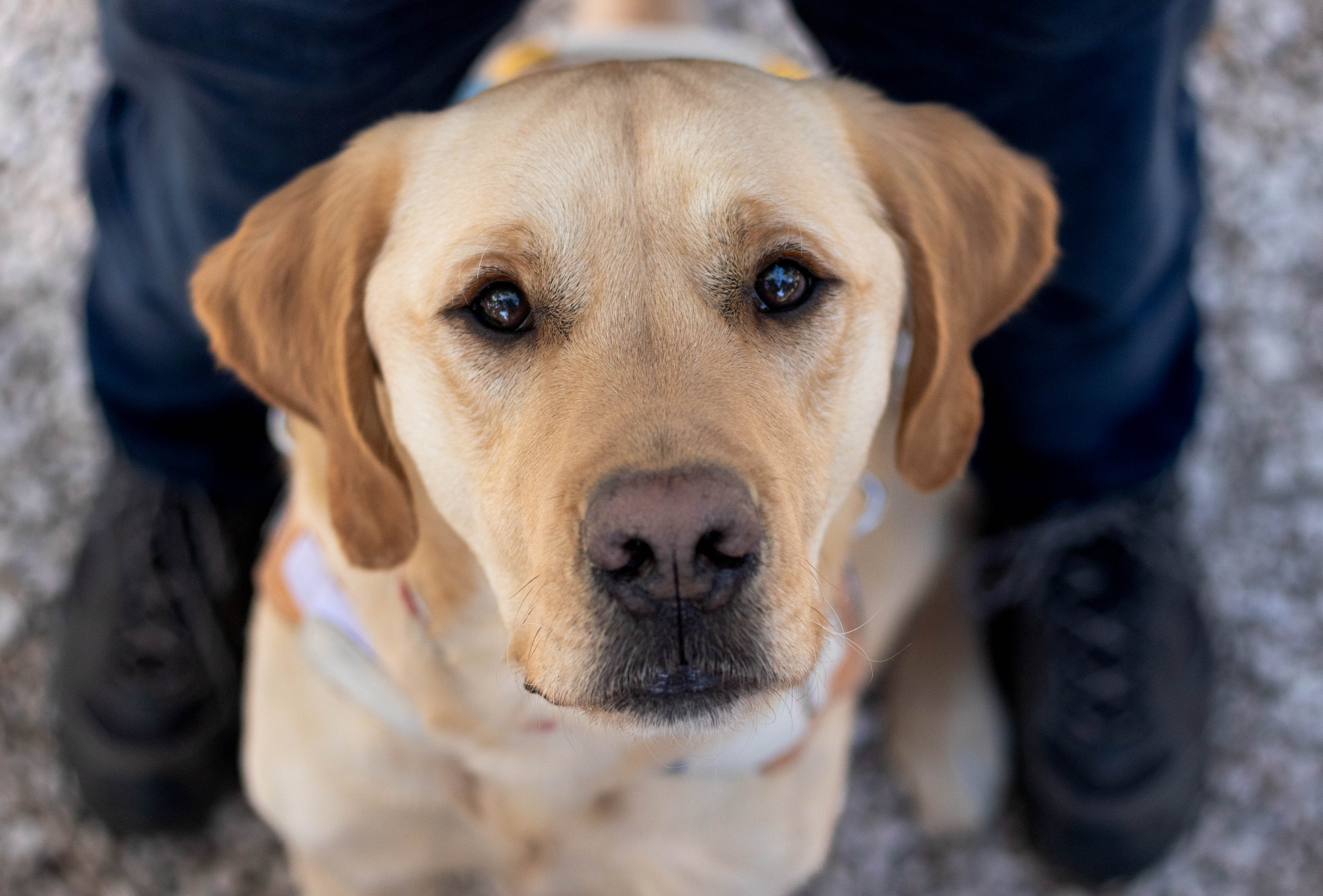 portrait serré d'un chien labrador sable 