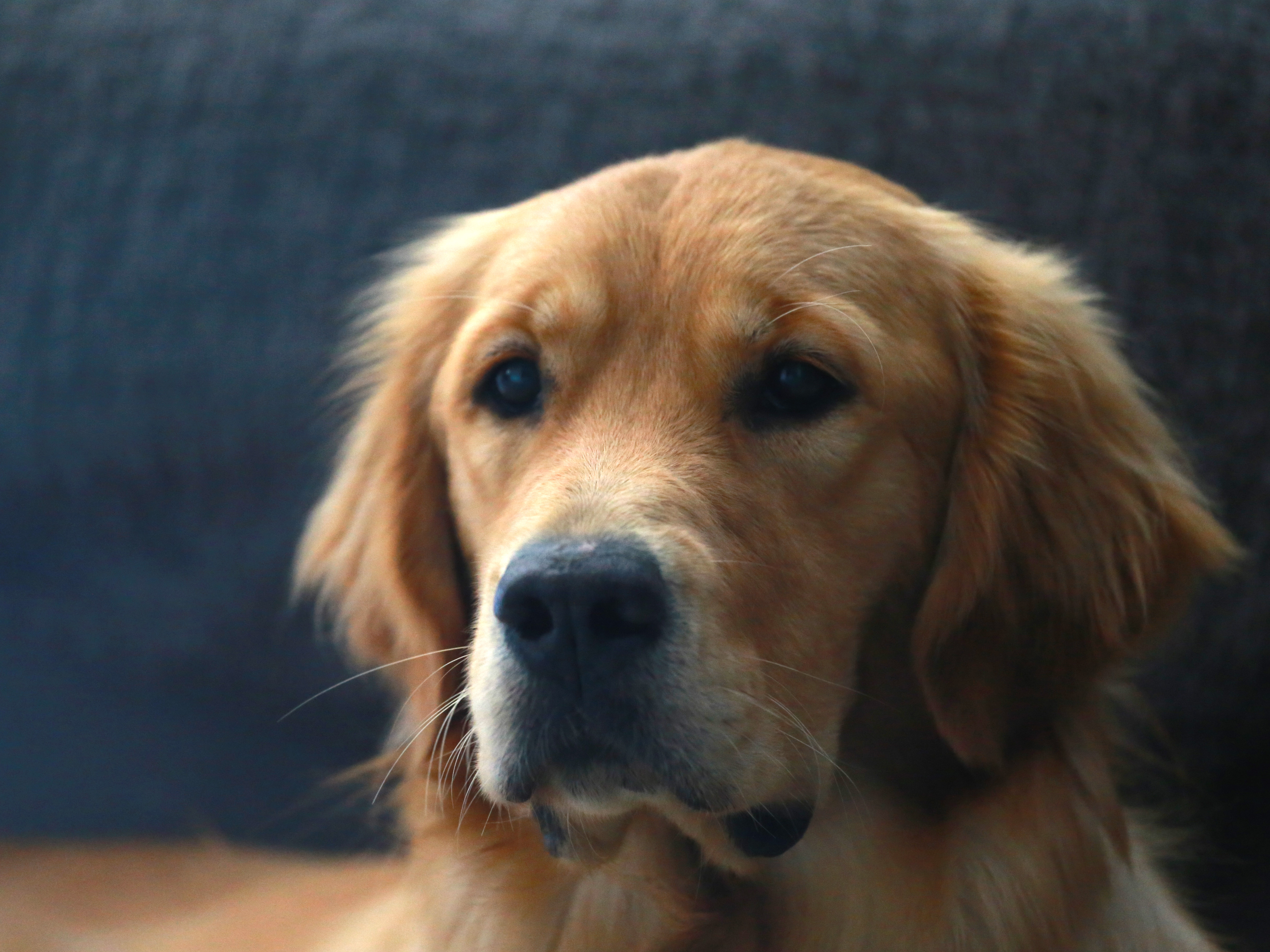 Photo d'un golden retriever