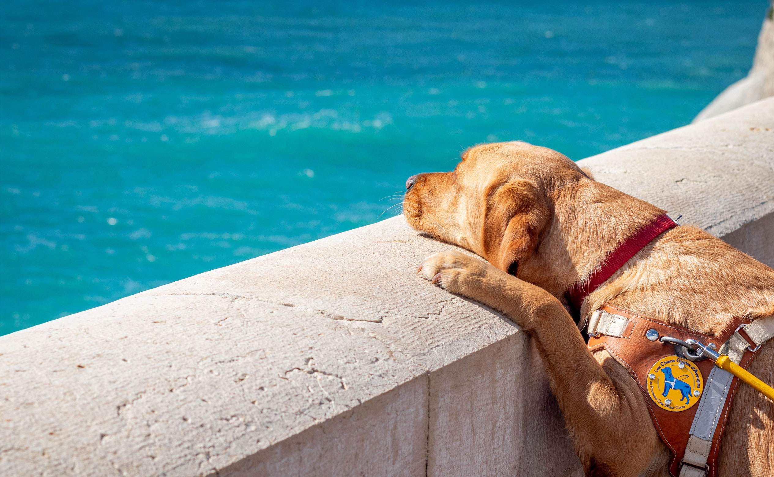 Chiens guides aides électroniques améliorons autonomie, mobilité des personnes non ou malvoyantes 