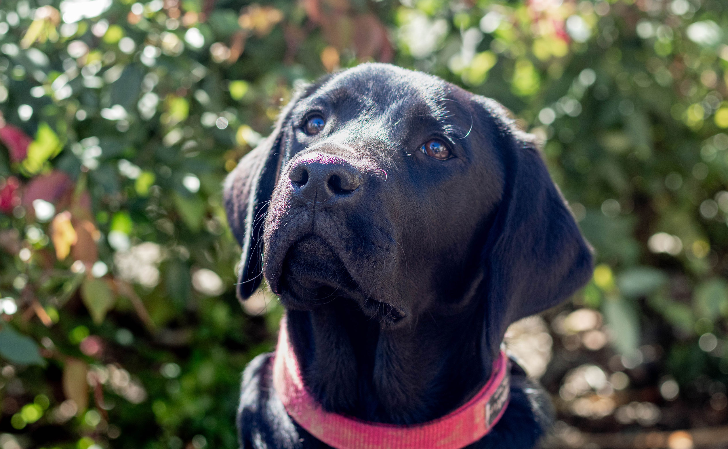 éduquer des chiens guides et les remettre gratuitement à des personnes aveugles ou malvoyantes
