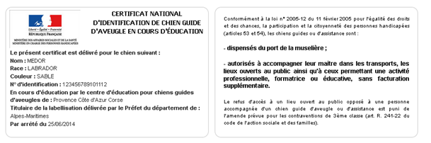 L Accessibilite Du Chien Guide D Aveugle L Accessibilite Du Chien Guide D Aveugle
