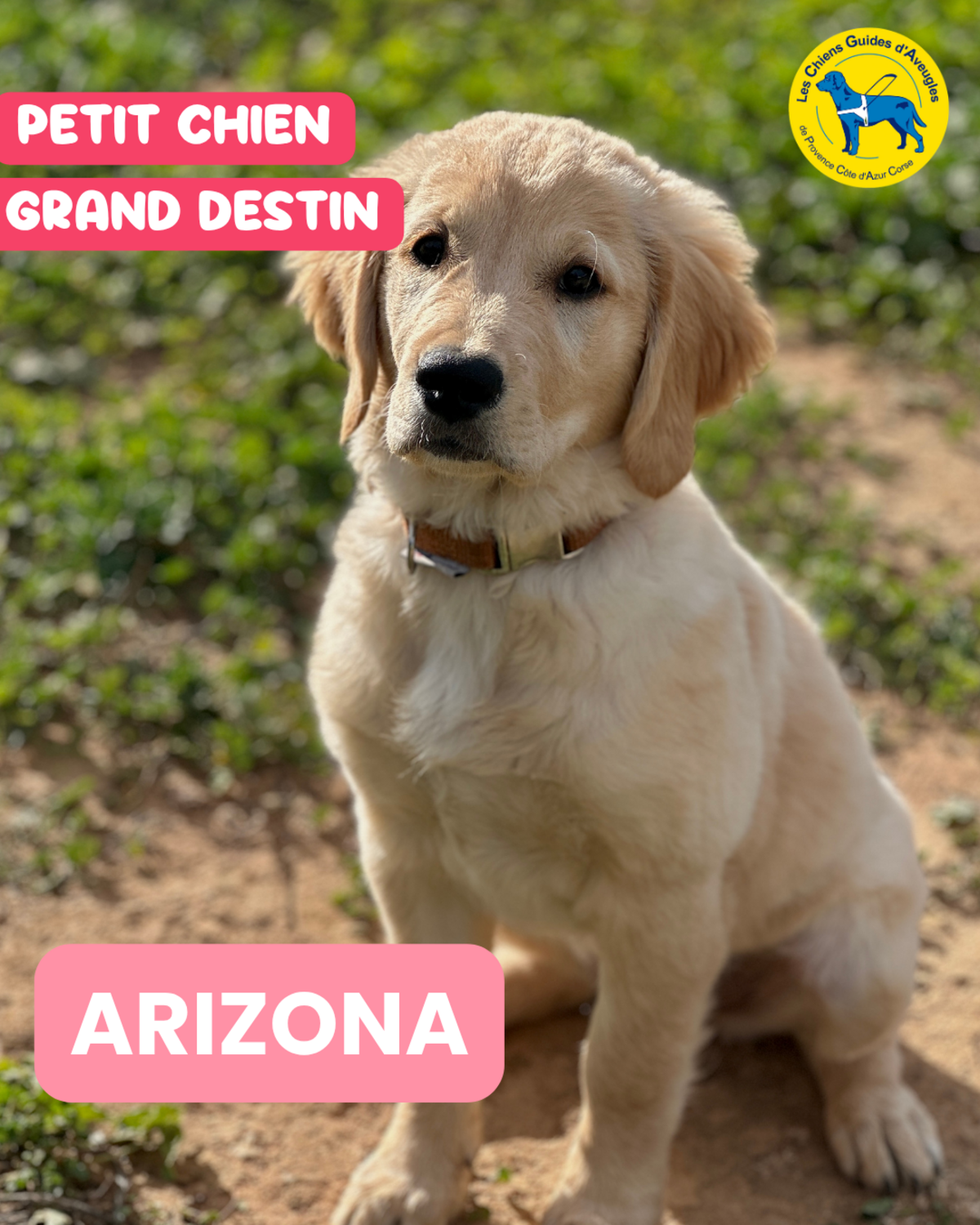 ARIZONA, futur chien guide