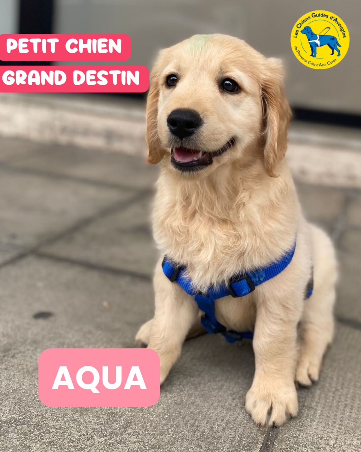 AQUA, futur chien guide