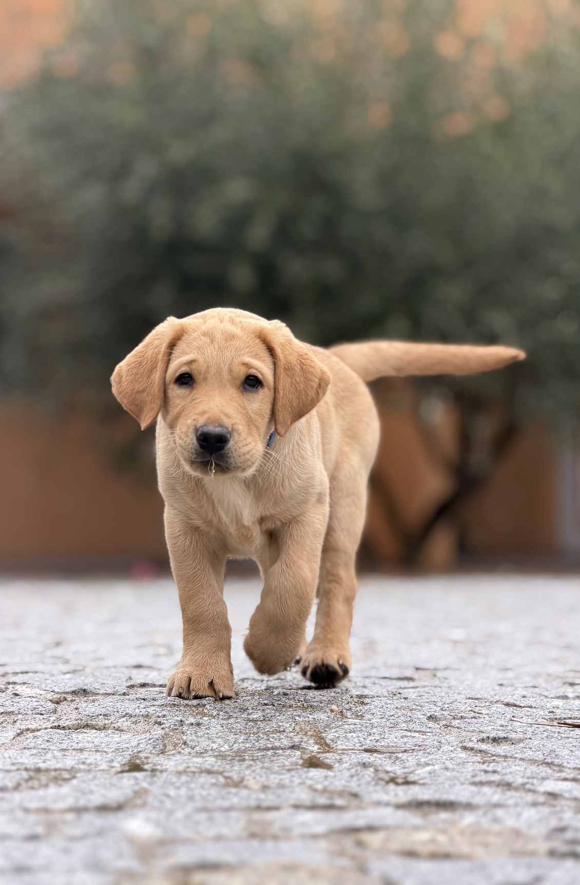 Petit chien guide d'aveugle sur un escalator