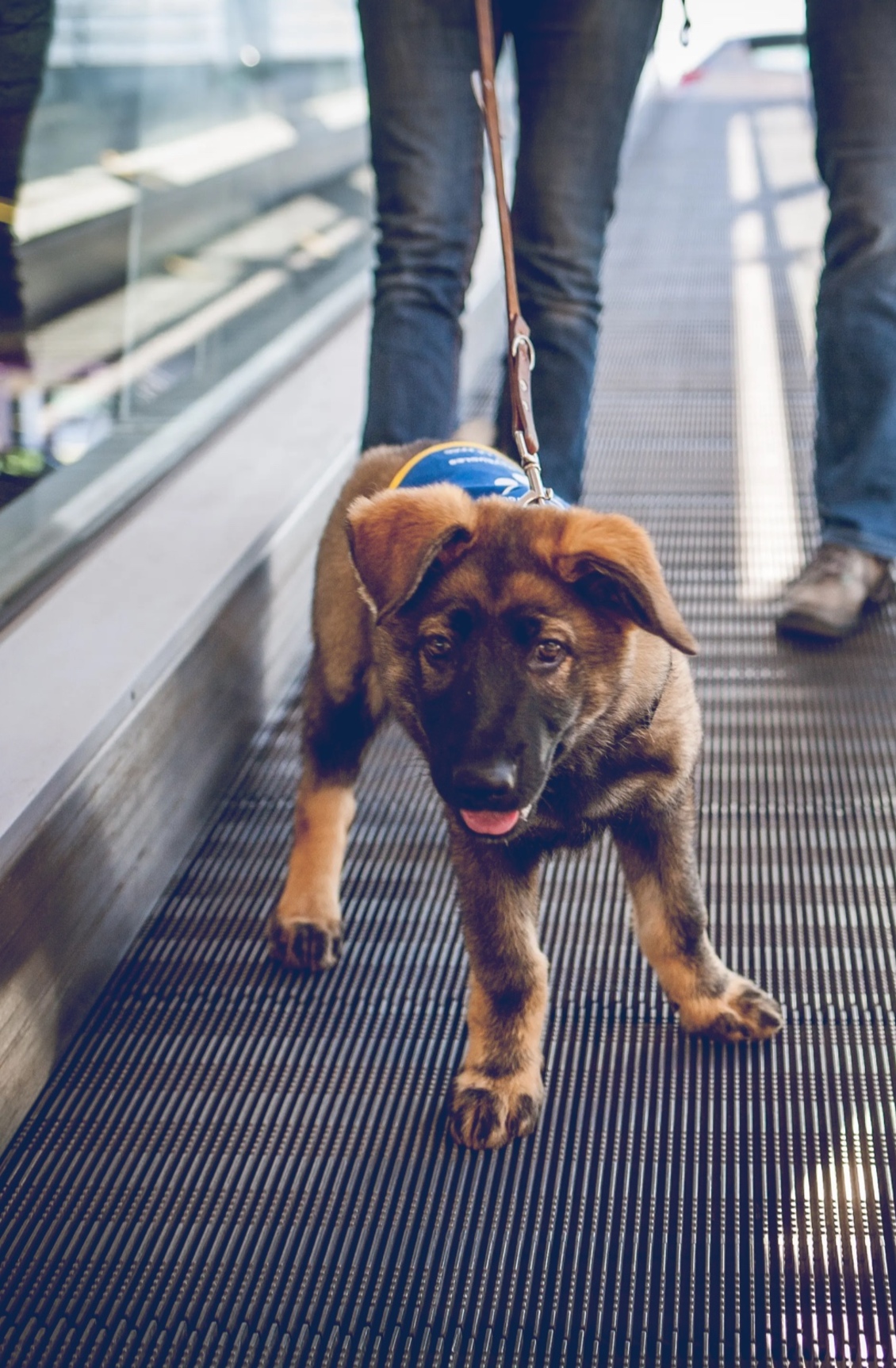 Petit chien guide d'aveugle sur un escalator